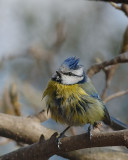 Cinciarella (Parus caeruleus)