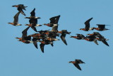 Oca collorosso (Branta ruficollis)