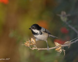 cincia mora (Periparus ater)