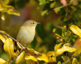 Lu piccolo (Phylloscopus collybita)