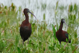 Mignattaio (Plegadis falcinellus)