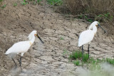 Platalea leucorodia