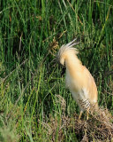 Sgarza ciuffetto (Ardeola ralloides)