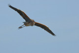 Airone rosso (Ardea purpurea)