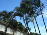 Pacific Marina Trees