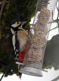 female Greater Spotted Woodpecker