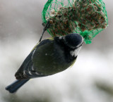 blue tit