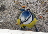 hungry blue tit