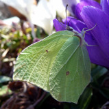 Brimstone, Gonepteryx rhamni