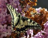 Swallowtail