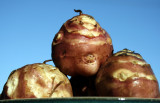 Jerusalem Artichoke