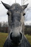 Damp dapple