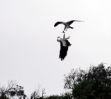 White Bellied Sea-Eagles