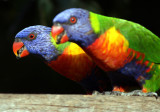 Rainbow Lorikeets