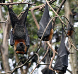 Fruit Bats...just hanging about