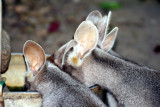 Pretty-faced or Whip-tail Wallabies