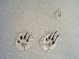 Foot-prints in the sand