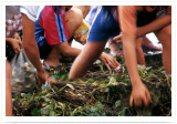 Picking Lotus Caltrop B٨