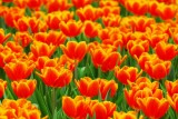 sea of tulips