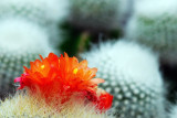 cactus flowers