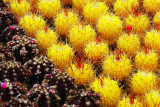 rows of cactus