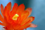 a cactus flower