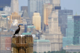 New York Harbor