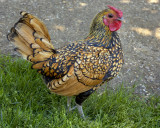 Queens Farm, Floral Park, Queens