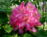 Rhododedron Garden - Bayard Cutting Arboretum