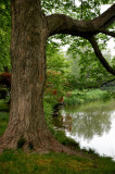 Old Westbury Gardens