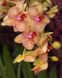 New York Botanical Garden