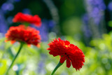 Staten Island Botanical Garden