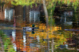 Bailey Arboretum