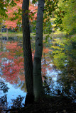 Bailey Arboretum