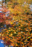 Bailey Arboretum