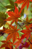 Bailey Arboretum