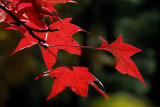 Bailey Arboretum