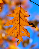 Bailey Arboretum