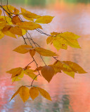 Bailey Arboretum