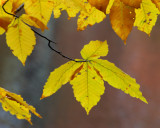 Bailey Arboretum