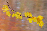 Bailey Arboretum