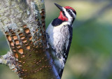 Yellow Bellied Sapsucker