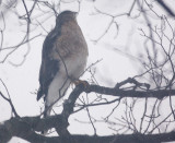 Coppers Hawk