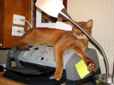 Clancy's new favorite sleeping place - on the fax machine!!