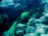 HUGE Moray eel swimming - not often seen, so of course the strobe battery was dead!!!