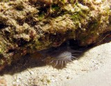 Splendid toadfish