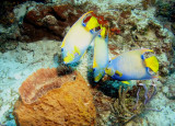 A trio of Queen Angelfish