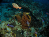 Parrot fish & Barrel sponge