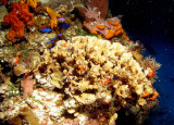 Thin Leaf Lettuce Coral