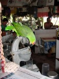 The parrot